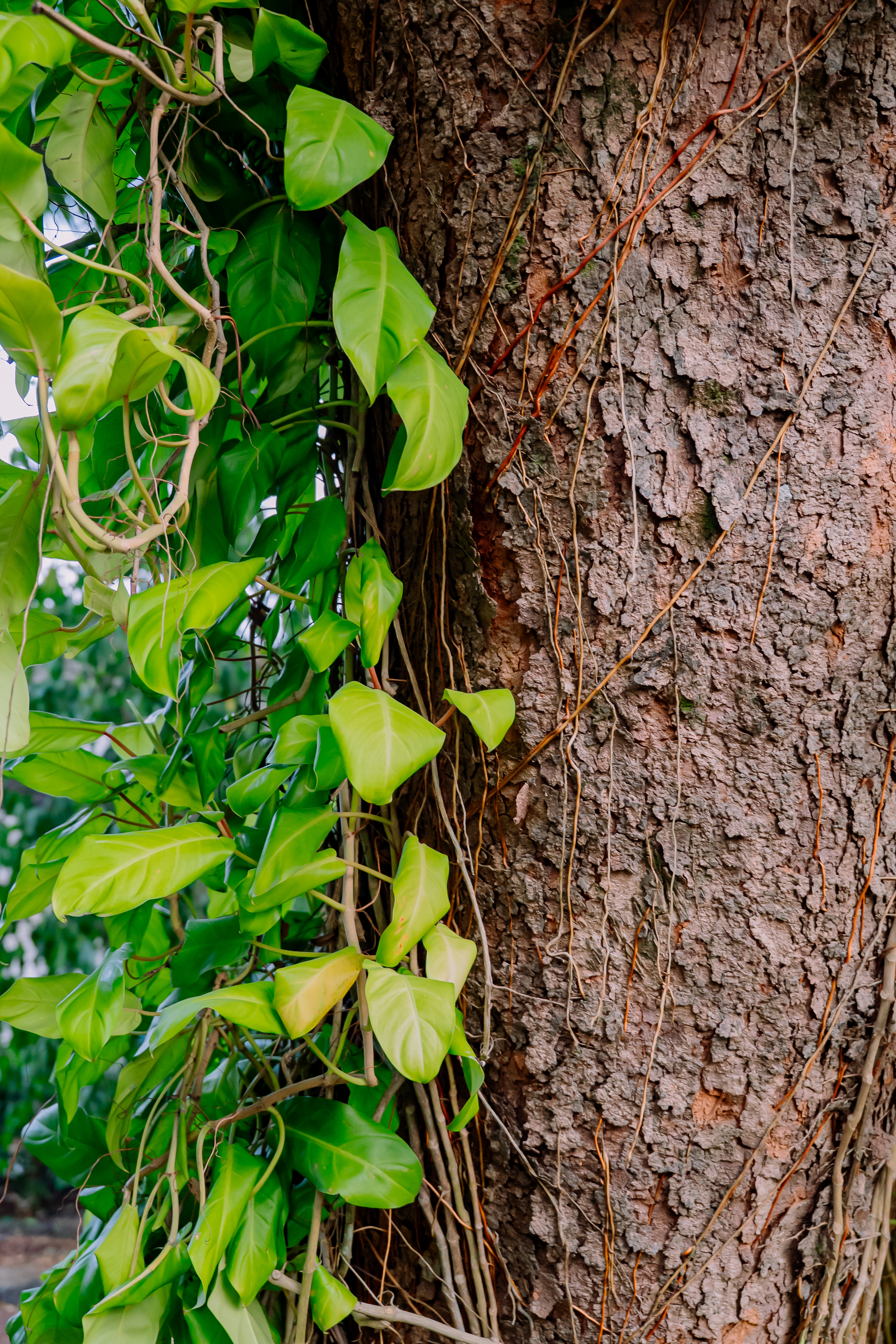 Garden and courtyard